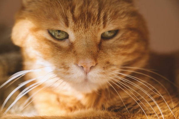 Sleepy red cat. Selective focus on nose. - Photo, image