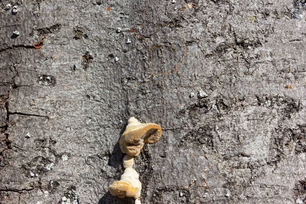 φλοιός με μύκητα σε ένα ηλιόλουστο απόγευμα - Φωτογραφία, εικόνα