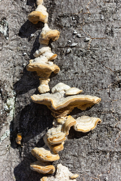 bark with fungus on a sunny afternoon - Photo, Image