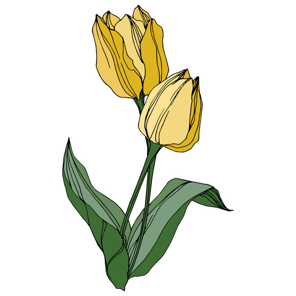 Tulip wektor wygrawerowanym sztuki atramentu. Botaniczny kwiat kwiatowy. Wiosenny liść wildflower. Element ilustracja na białym tle tulip. - Wektor, obraz