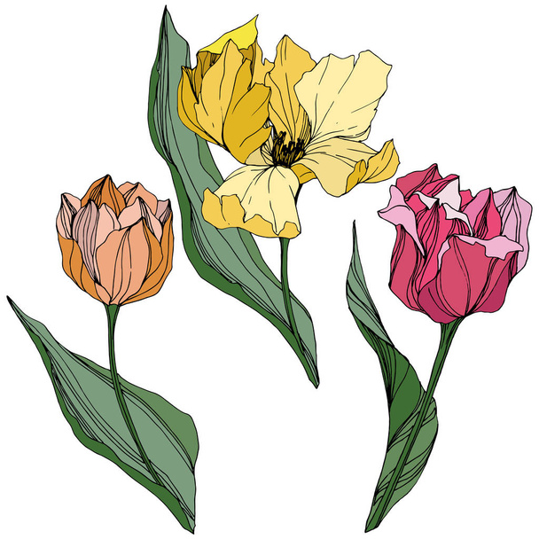 Vektor Tulipán vyryto inkoust umění. Květinové botanické květin. Jarní listové wildflower. Prvek ilustrace izolované Tulipán. - Vektor, obrázek
