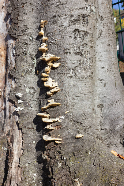 corteccia con fungo in un pomeriggio di sole
 - Foto, immagini