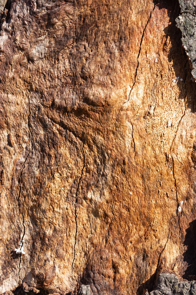 bark with fungus on a sunny afternoon - Photo, Image
