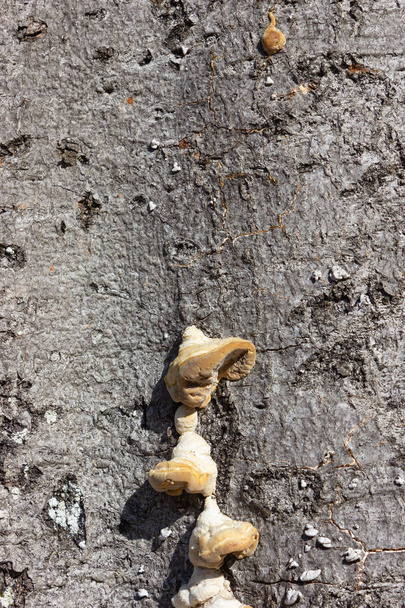 corteccia con fungo in un pomeriggio di sole
 - Foto, immagini