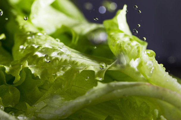 Lettuce salad and water drops. - Foto, imagen