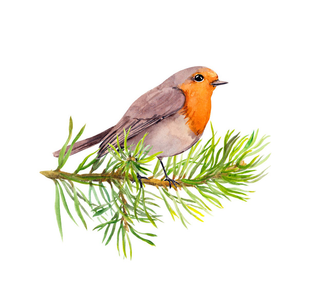 Robin bird on fir tree branch. Watercolor - Valokuva, kuva