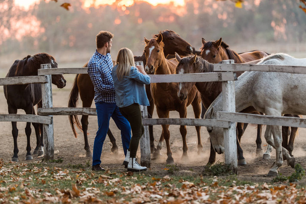 Пара влюбленных наслаждаются днем на природе и красивыми лошадьми
 - Фото, изображение