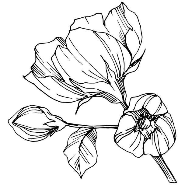 Vector Rosa canina flower. Black and white engraved ink art. Isolated rosa canina illustration element. - Wektor, obraz
