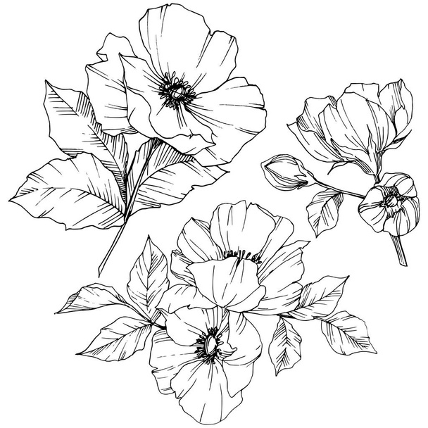 ピオニーの花の植物の花 野生の春の葉の野生の花が孤立しました 黒と白の彫刻インクアート 白い背景に孤立したピオのイラスト要素 ロイヤリティフリーのベクターグラフィック画像