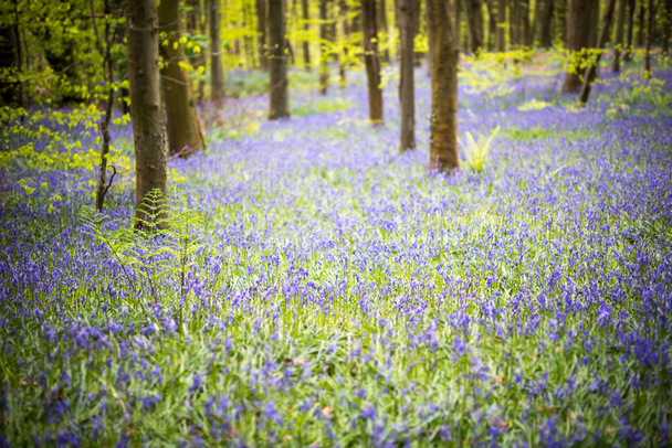 Florestas de Bluebell florescem na primavera. Tapetes de flores na floresta Coed Cefn, Brecon Beacons, País de Gales. Abril
 - Foto, Imagem