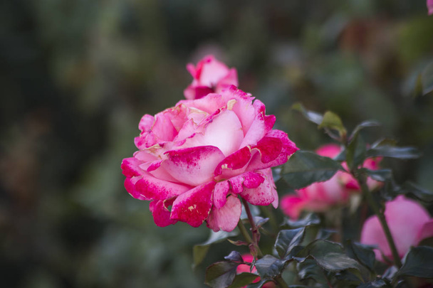 Decorative roses in the garden - Zdjęcie, obraz