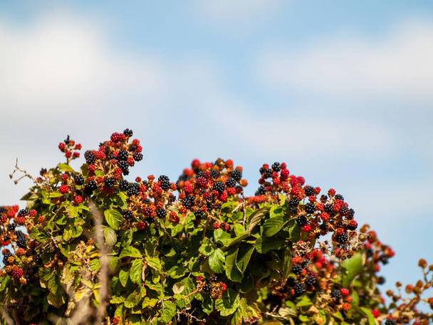 Luonnonmukainen maatalous: kypsiä ja kypsymättömiä karhunvatukoita brambleberry kesällä
 - Valokuva, kuva