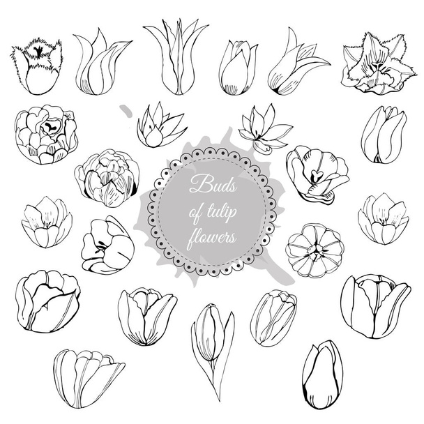Verzameling van verschillende hand getekende toppen van tulp bloemen. Zwart-wit compositie bij cirkel en abstracte plek. Vectorillustratie. - Vector, afbeelding