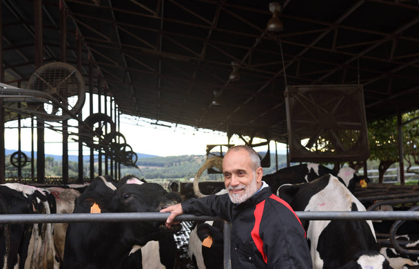 ritratto di un contadino con mucche
 - Foto, immagini