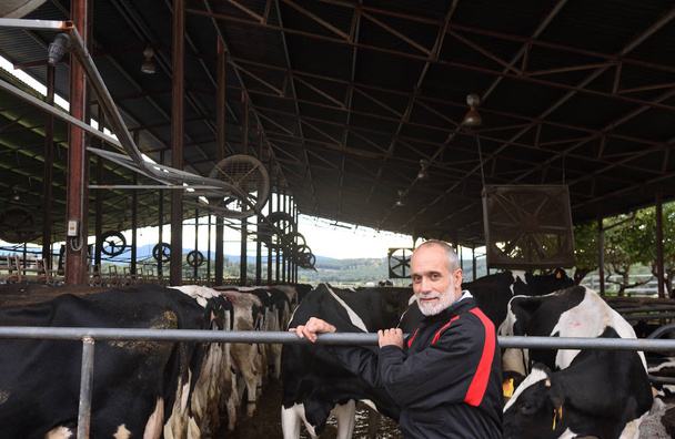 ritratto di un contadino con mucche
 - Foto, immagini