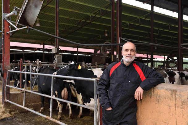 portrait of a farmer with cows - Photo, Image