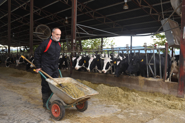  agriculteur travaillant avec des vaches
 - Photo, image