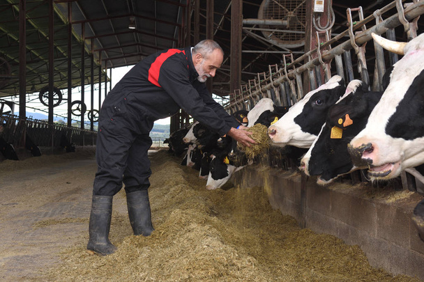 agricultor que trabaja en una granja de vacas
 - Foto, Imagen