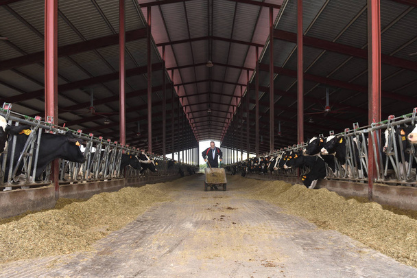  Farmář pracuje s krávy - Fotografie, Obrázek
