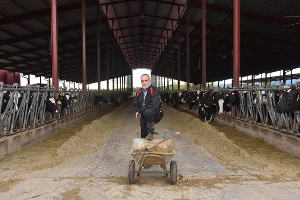 Portret van een boer met koeien - Foto, afbeelding