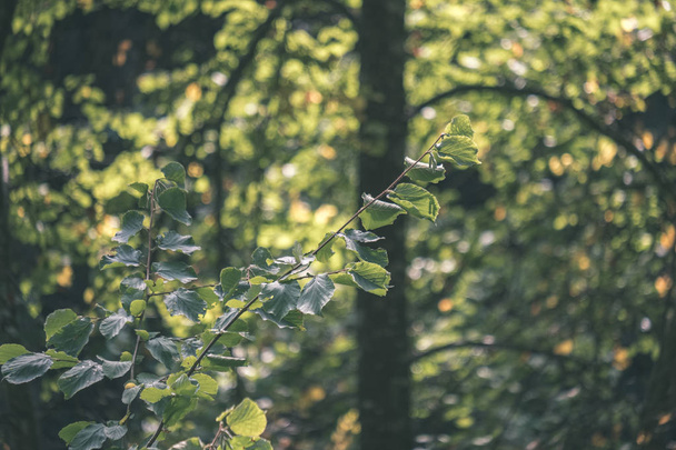 background of green foliage in summer forest - Zdjęcie, obraz