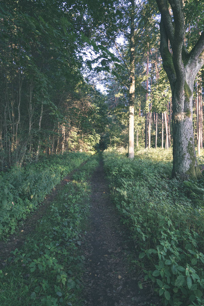 Touristischer Wanderweg im grünen Sommerwald mit grünem Laub - Foto, Bild