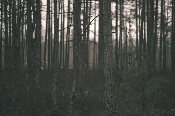 ormandaki çam ağacı kamyon arka plan - Fotoğraf, Görsel