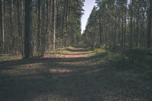 sendero rural en hermoso bosque soleado
 - Foto, Imagen