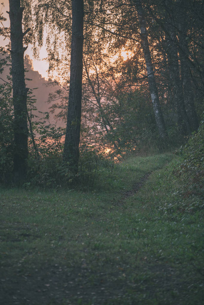 turystyczne szlaki piesze szlak w lesie zielone lato z zielonych liści - Zdjęcie, obraz