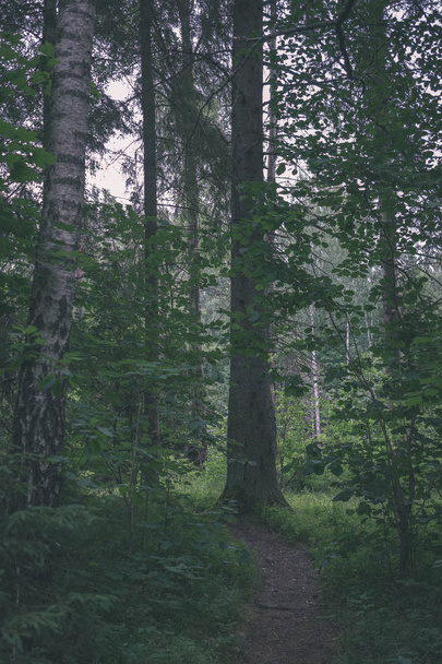 underbrush in green summer forest in daylight - Foto, Bild