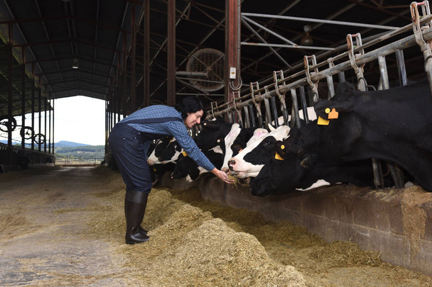 agricultrice travaillant dans une ferme de vaches
 - Photo, image