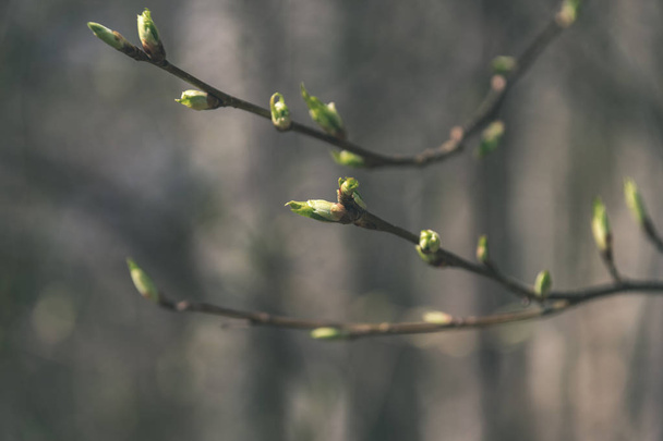 primer plano de ramas de árboles desnudos con brotes a principios de primavera sobre fondo borroso
 - Foto, imagen