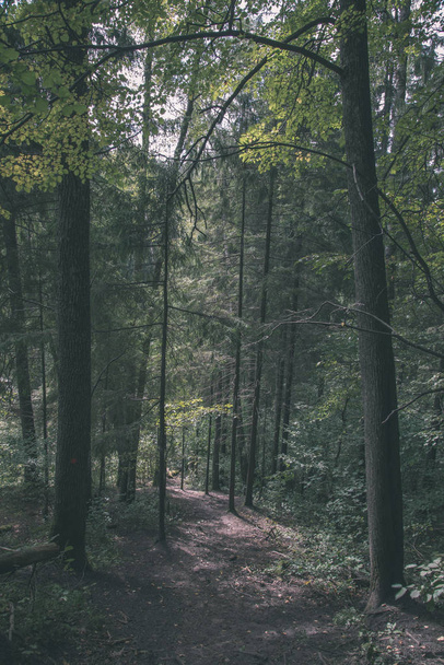 日光の緑の葉と夏の森でハイキング トレイルを追跡します。 - 写真・画像