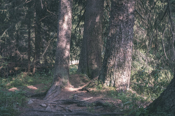 під пензлем у вічнозеленому лісі з ялинами та сосновими деревами
 - Фото, зображення