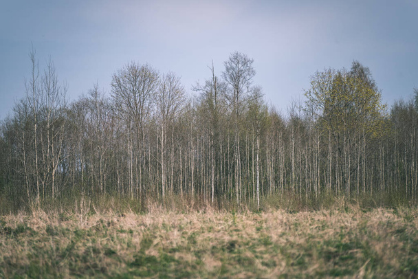απλό απλό υπαίθρου Ανοιξιάτικο τοπίο με φρέσκα πράσινα λιβάδια και τα δάση - Φωτογραφία, εικόνα