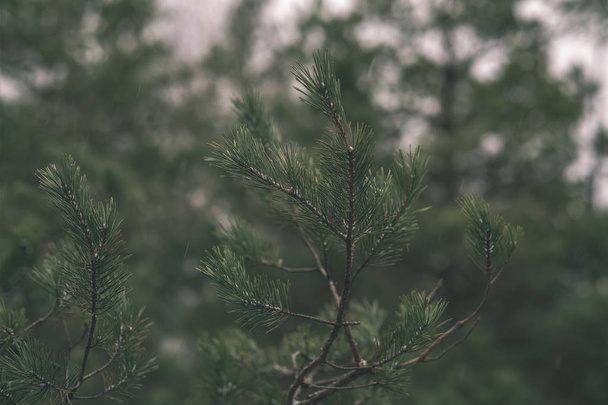 pine tree branch with green needles on blurred background - Zdjęcie, obraz
