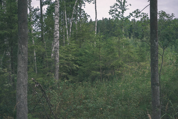underbrush in green summer forest in daylight - Foto, Imagen