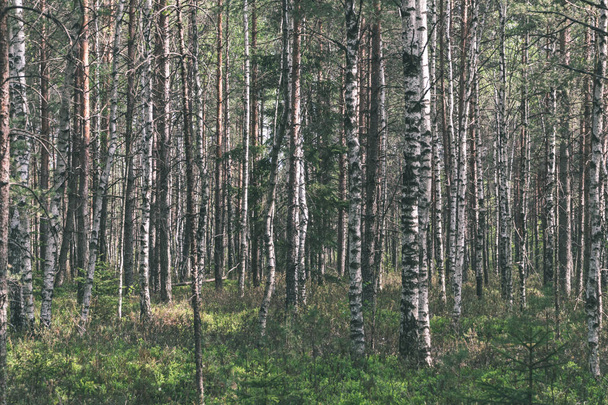 άλσος των δέντρων σημύδων καλλιέργεια στο ύπαιθρο - Φωτογραφία, εικόνα