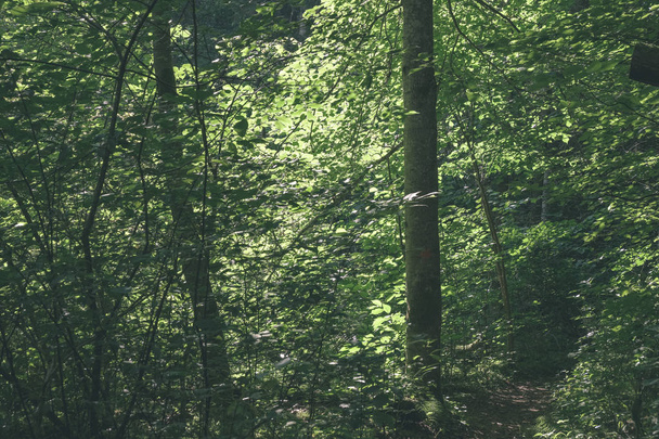 фон зеленого листя в літньому лісі
 - Фото, зображення