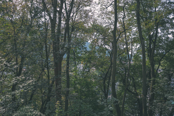 green foliage in summer forest in daylight - Φωτογραφία, εικόνα