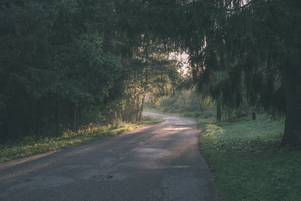 утренний солнечный свет, сияющий через деревья на дороге в летнем лесу
 - Фото, изображение