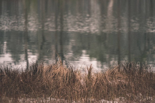 reflets d'arbres dans l'eau calme du lac dans la forêt
 - Photo, image