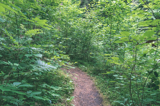 background of green foliage in summer forest - Фото, зображення