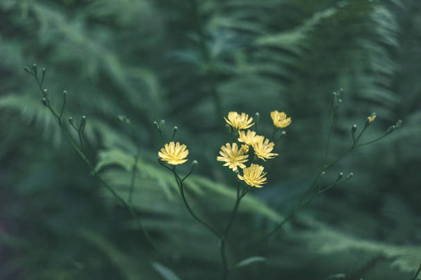 летние цветы в расцвете на размытом фоне
 - Фото, изображение