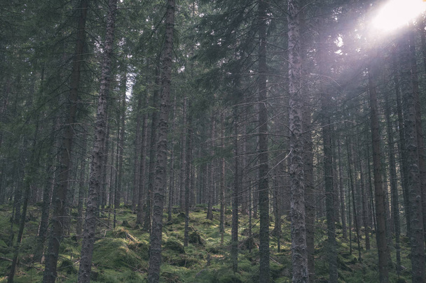 Hintergrund immergrüner Wald mit Fichten und Kiefern - Foto, Bild