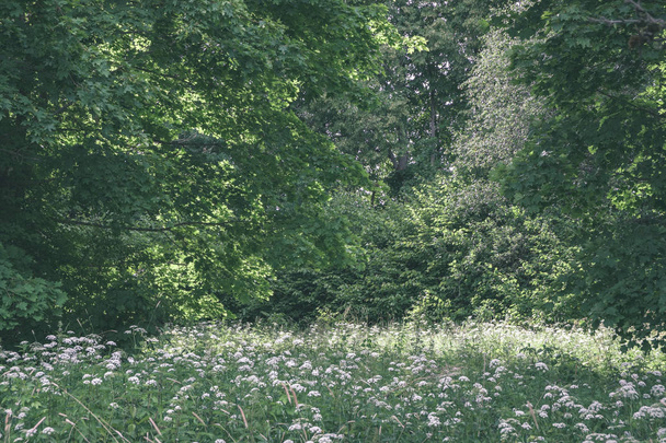 yeşil yapraklar yaz kırsal bölgede büyüyen arka plan - Fotoğraf, Görsel