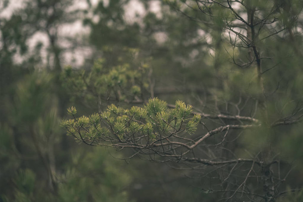 pine tree branch with green needles on blurred background - Photo, Image