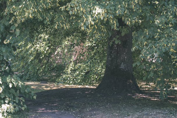 tronc d'arbre de grand arbre poussant dans la forêt
 - Photo, image