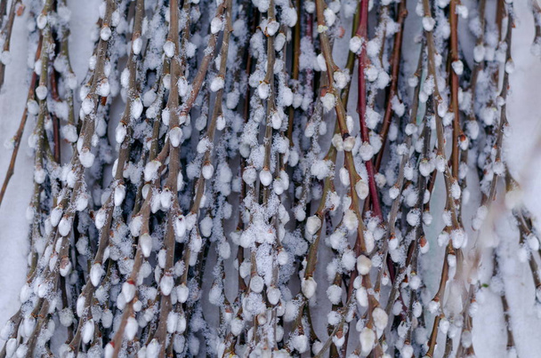 Haldy kočička vrbové větvičky pod sněhem  - Fotografie, Obrázek