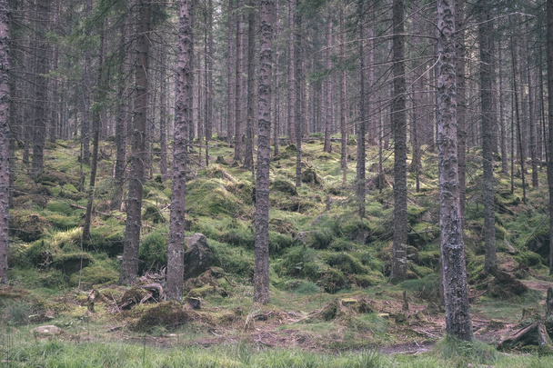 фон вічнозеленого лісу з ялинами та сосновими деревами
 - Фото, зображення